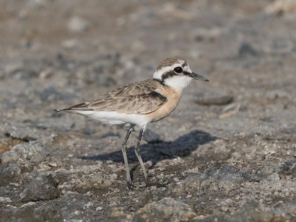 <h3><a href="/trips/tanzania/biota/animalia/chordata/aves/024 charadriiformes/009 charadriidae/charadrius pecuarius/charadrius pecuarius-nl.html">Charadrius&nbsp;pecuarius</a> / Kittlitz's&nbsp;plover / Herdersplevier</h3>OM-1 Mark II met OLYMPUS M.150-400mm F4.5, 1/2000 sec  bij F4.5, ISO 320, afstand 9.69&nbsp;m